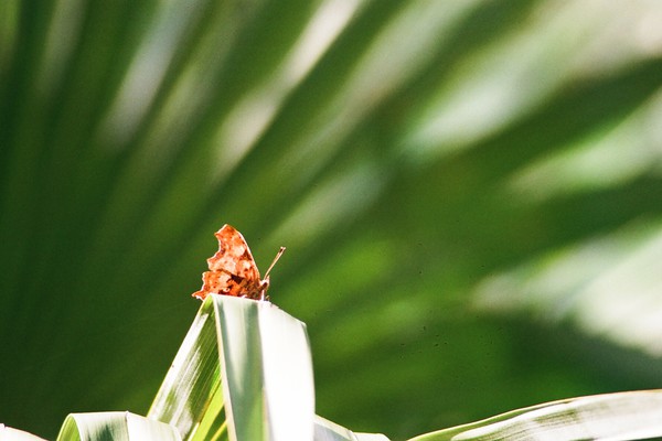 Comma butterfly