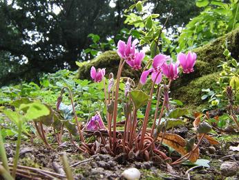 Cyclamen