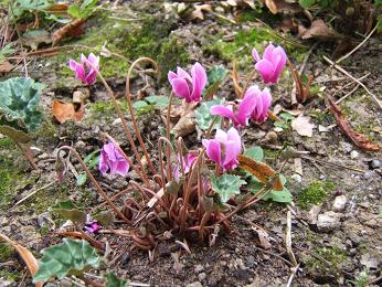Cyclamen