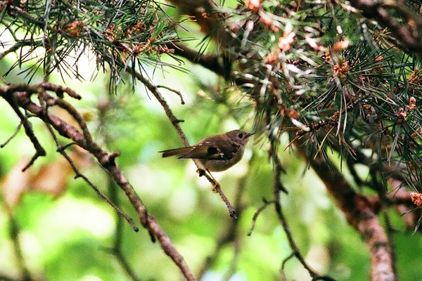 Goldcrest
