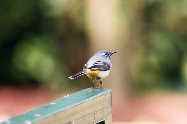 Grey wagtail.  Photo copyright 2017 Martin Jones, with thanks
