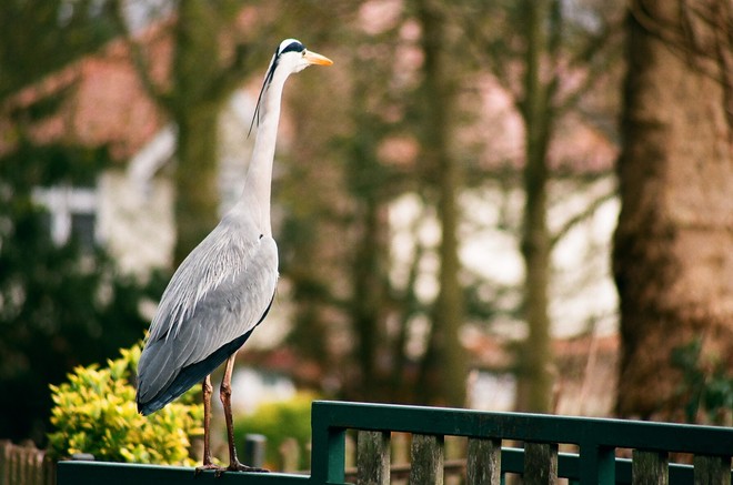 A heron in Highlands Gardens, April 2016.  Photo copyright 2016 Martin Jones, with thanks