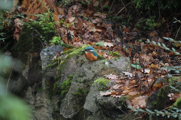 A kingfisher in Highlands Gardens, December 2016