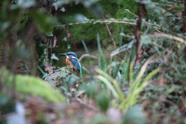 A kingfisher in Highlands Gardens, December 2016, fuzzy plants in foreground