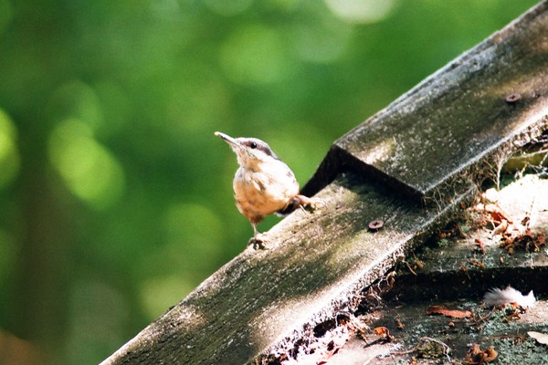 Nuthatch