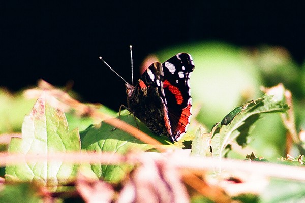 Red Admiral butterfly