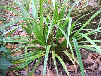 Sedge